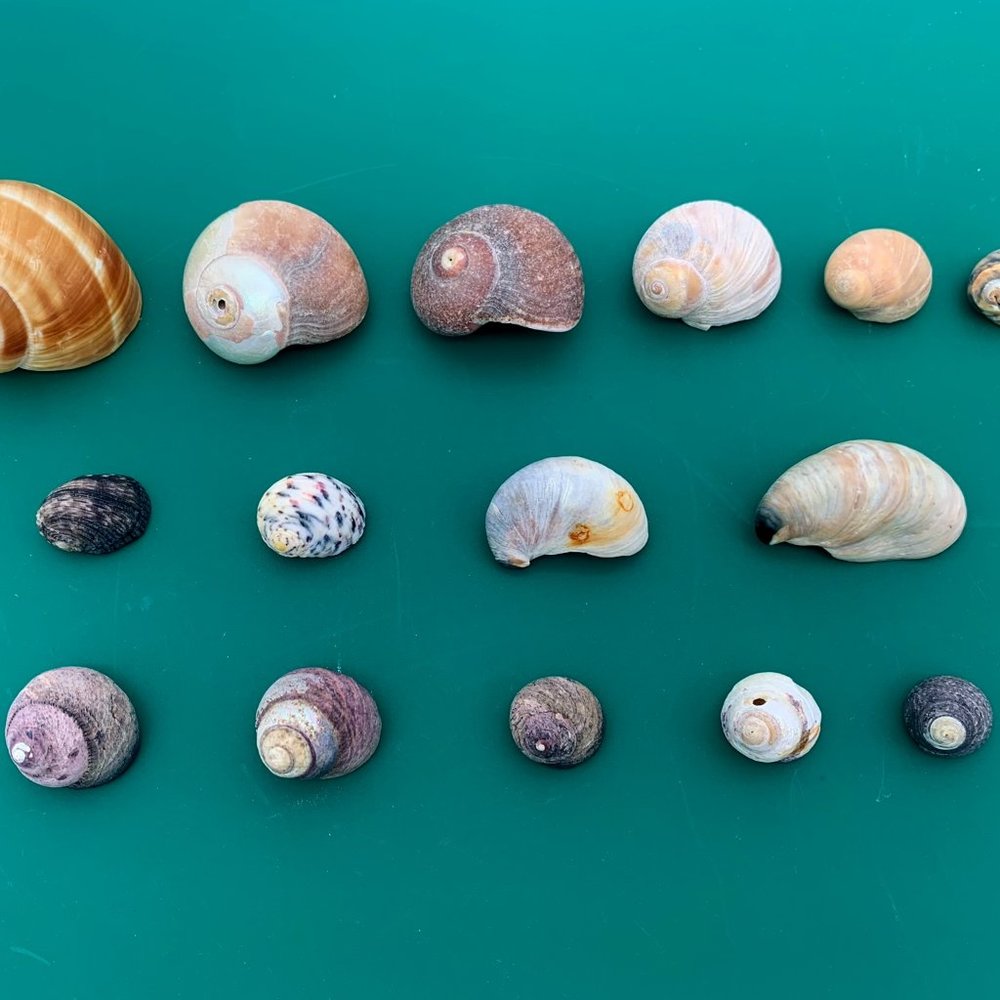 15 VTG Sea Snail Shells .5”-1.75” Beach Decor Crafts Jewelry Aquarium